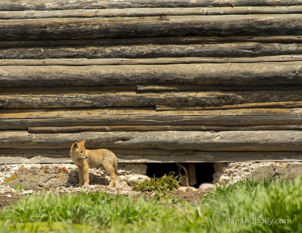 coyote puppies